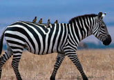 Zebra