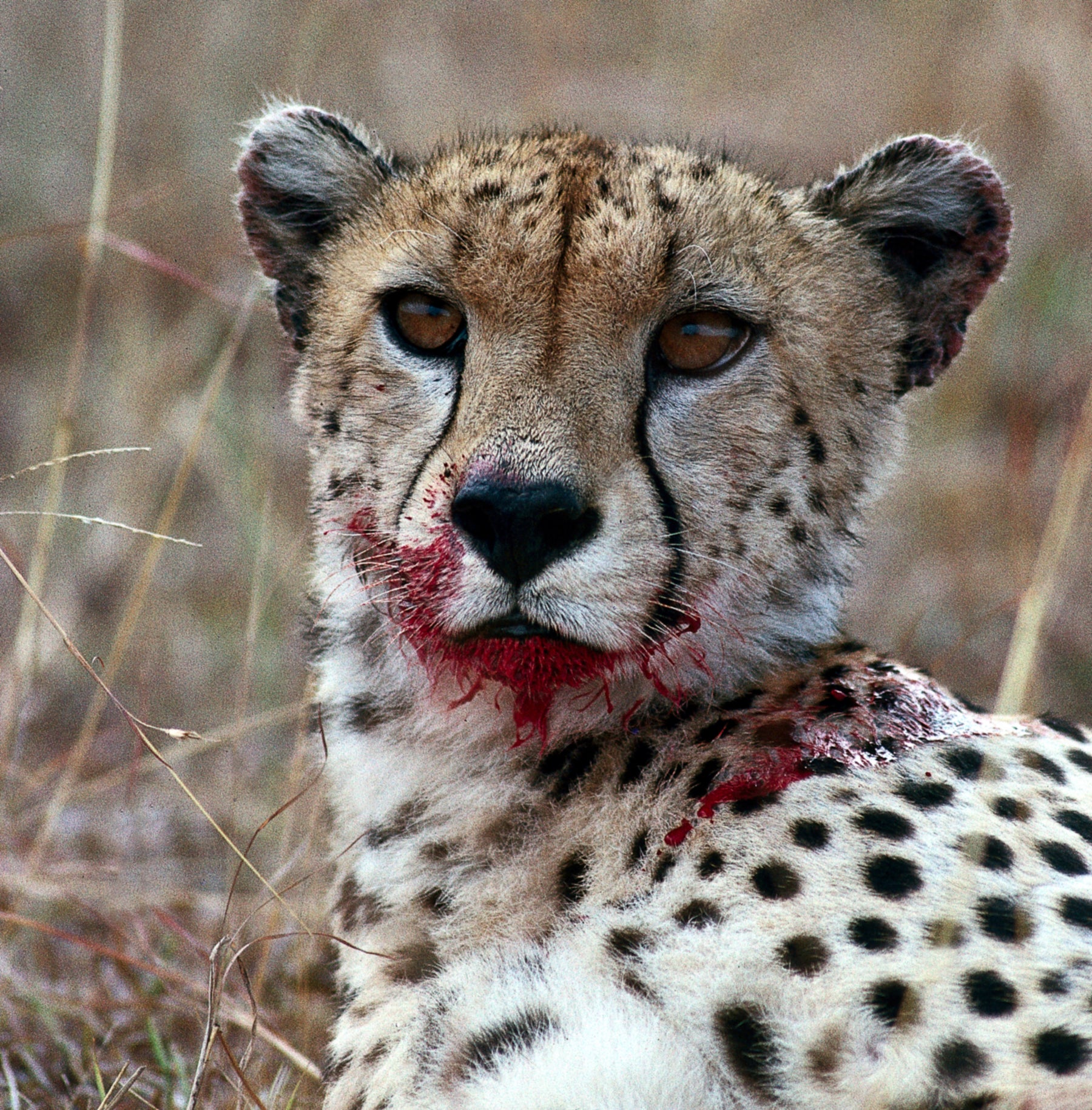 Cheetah