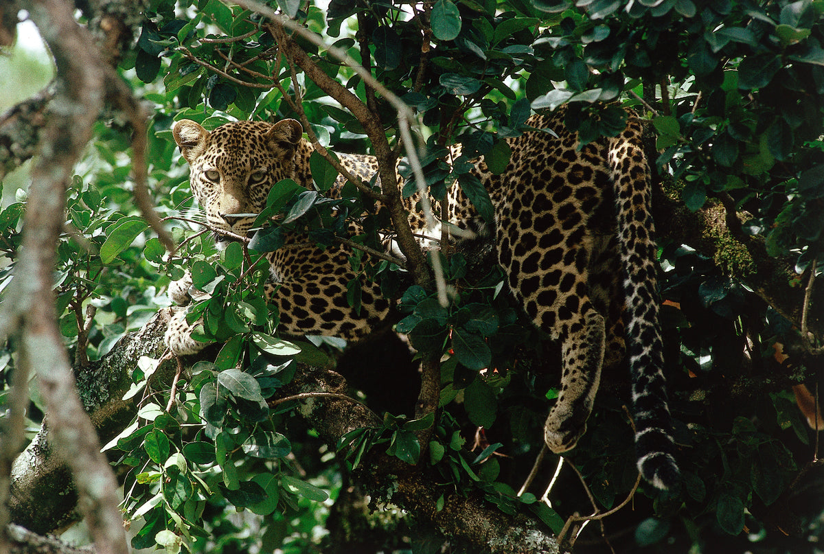 Leopard in Tree