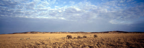 Elephant on Plains