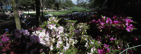 The Masters - Azaleas at the Augusta National Golf Club